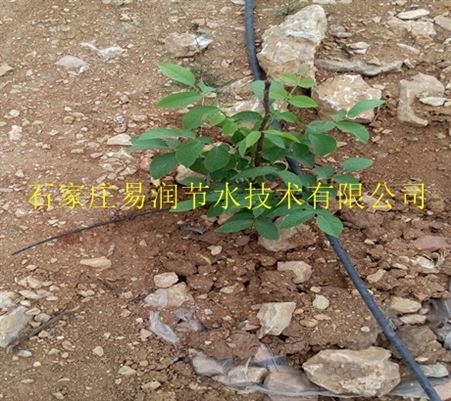 会宁县滴灌厂家提供小管出流规划设计_安装